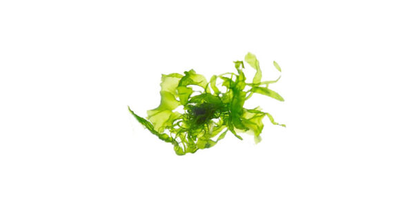 Extract de alge