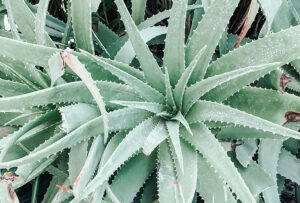 Read more about the article Aloe Vera, planta minune la indemana ta